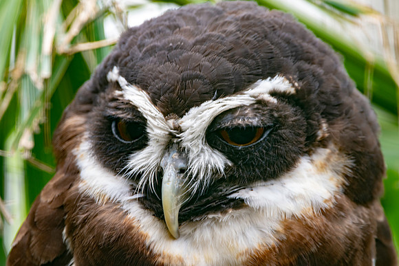 Spectacled owl