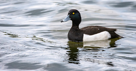 Tufted duck, female