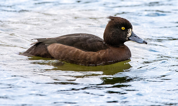 Tufted duck, female