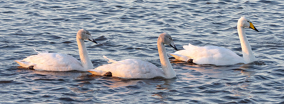 Whooper swan with cygnets