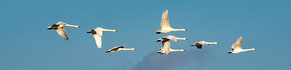 Whooper swan