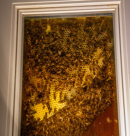 Bees