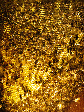 Bees