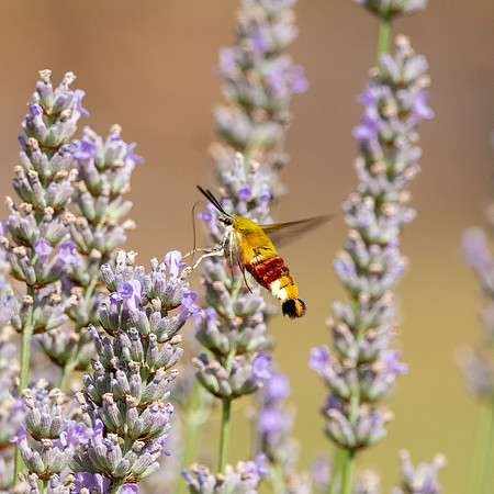 Broad bordered bee hawk moth