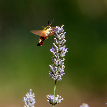 Broad bordered bee hawk moth