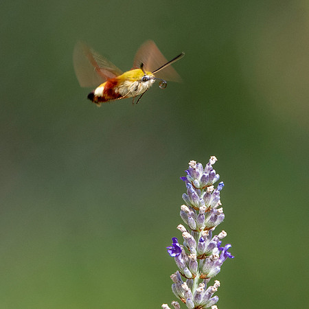 Broad bordered bee hawk moth