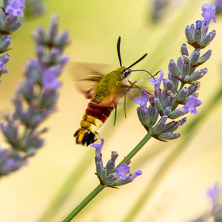 Broad bordered bee hawk moth