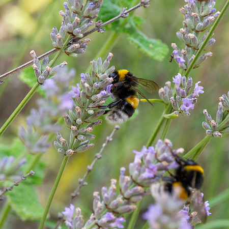 White-tailed bumblebee