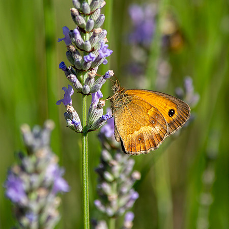 Gatekeeper butterfly