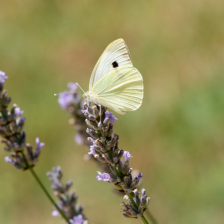 Great white butterfly