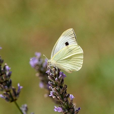Great white butterfly