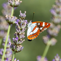 White admiral butterfly