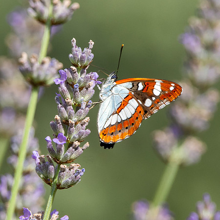 White admiral butterfly