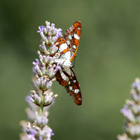 White admiral butterfly