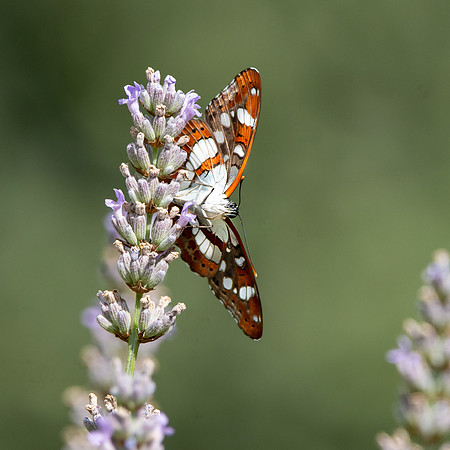 White admiral butterfly