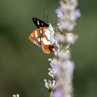 White admiral butterfly