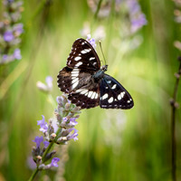 White admiral butterfly