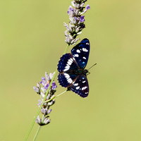 White admiral butterfly