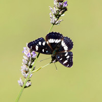White admiral butterfly
