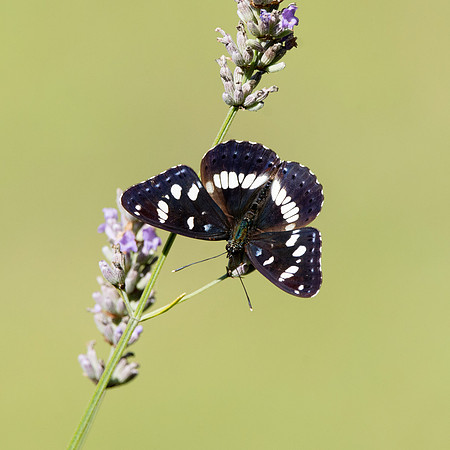White admiral butterfly