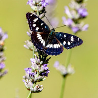 White admiral butterfly