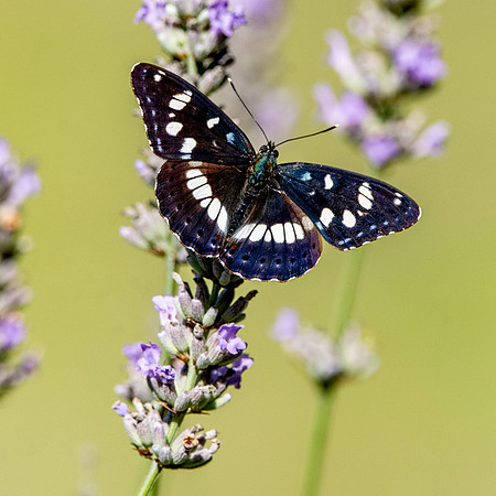 White admiral butterfly