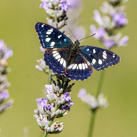 White admiral butterfly