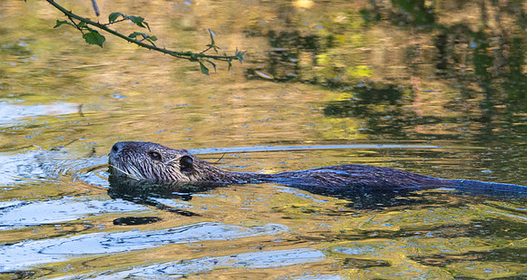 Coypu
