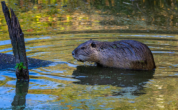 Coypu