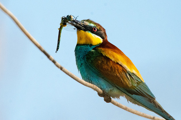European bee eater