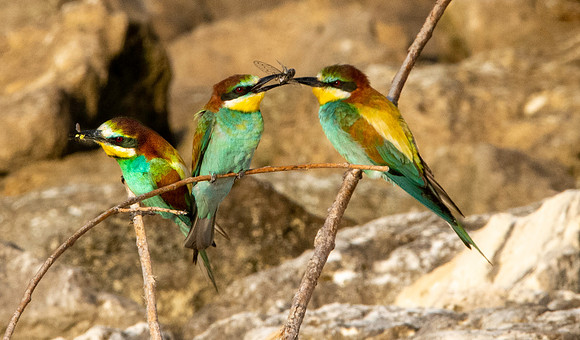 European bee eater