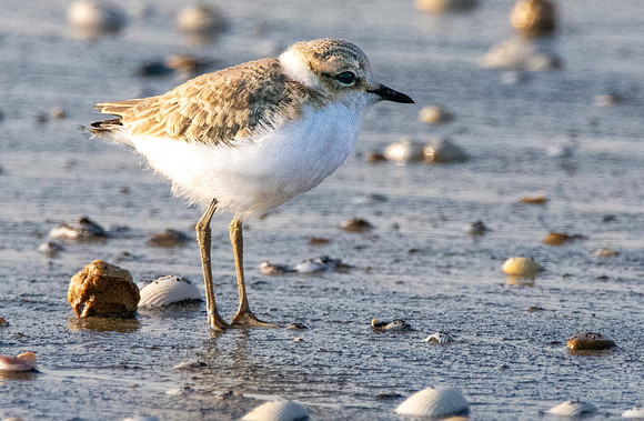 Kentish plover chick