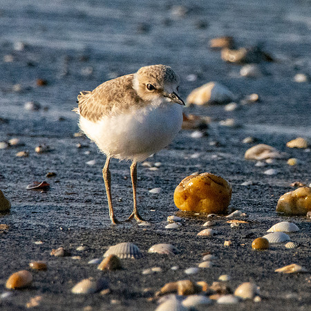 Kentish plover chick