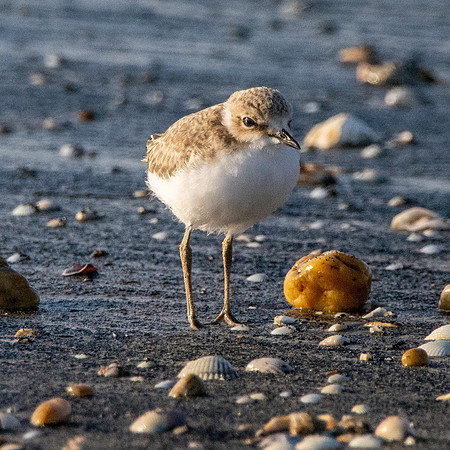 Kentish plover chick