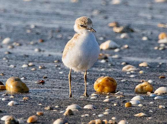 Kentish plover chick