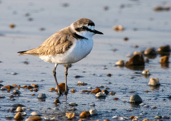 Kentish plover