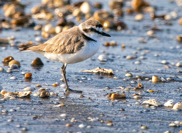 Kentish plover