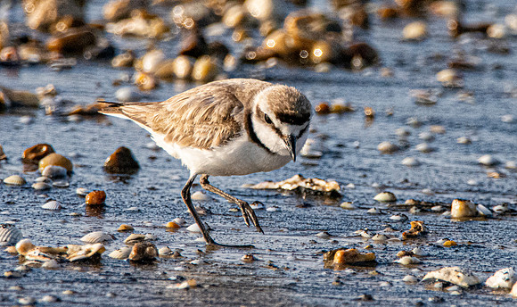 Kentish plover