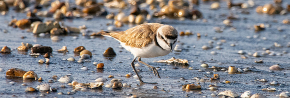 Kentish plover