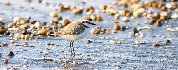 Kentish plover