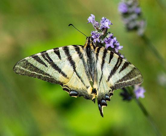 Scarce swallowtail butterfly