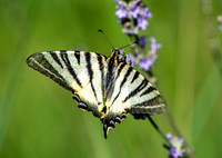 Scarce swallowtail butterfly