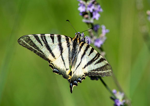 Scarce swallowtail butterfly