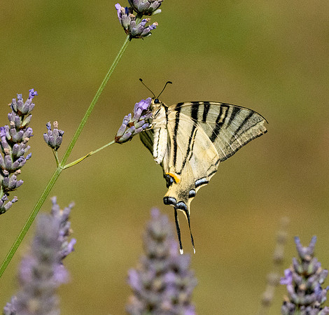 Scarce swallowtail butterfly