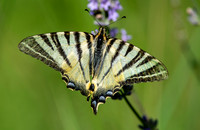 Scarce swallowtail butterfly