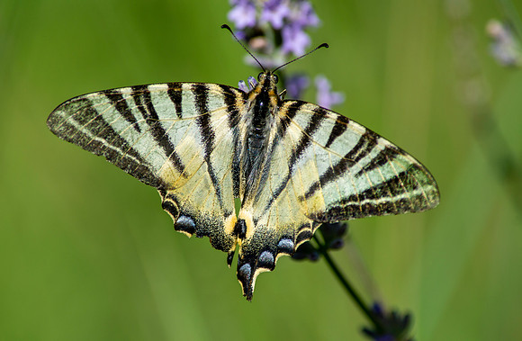 Scarce swallowtail butterfly