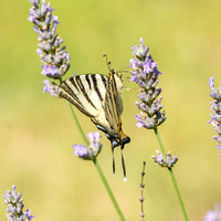 Scarce swallowtail butterfly