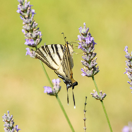 Scarce swallowtail butterfly