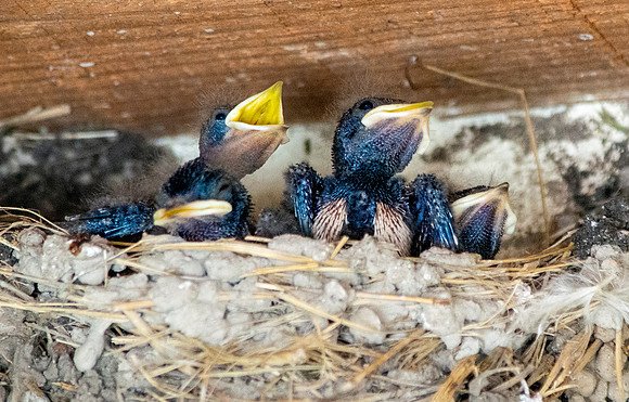 Barn swallow chicks