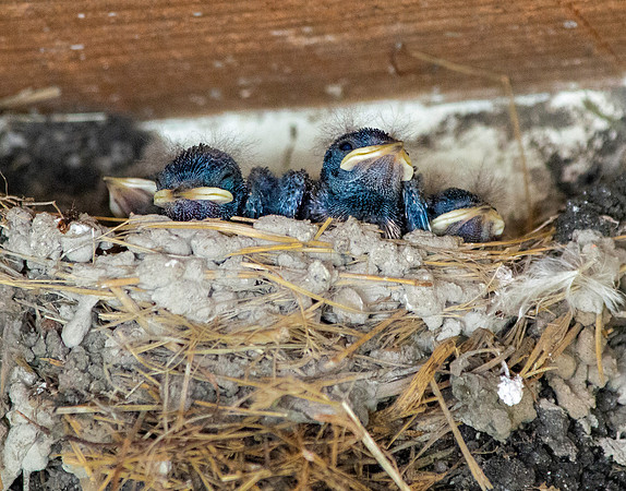 Barn swallow chicks